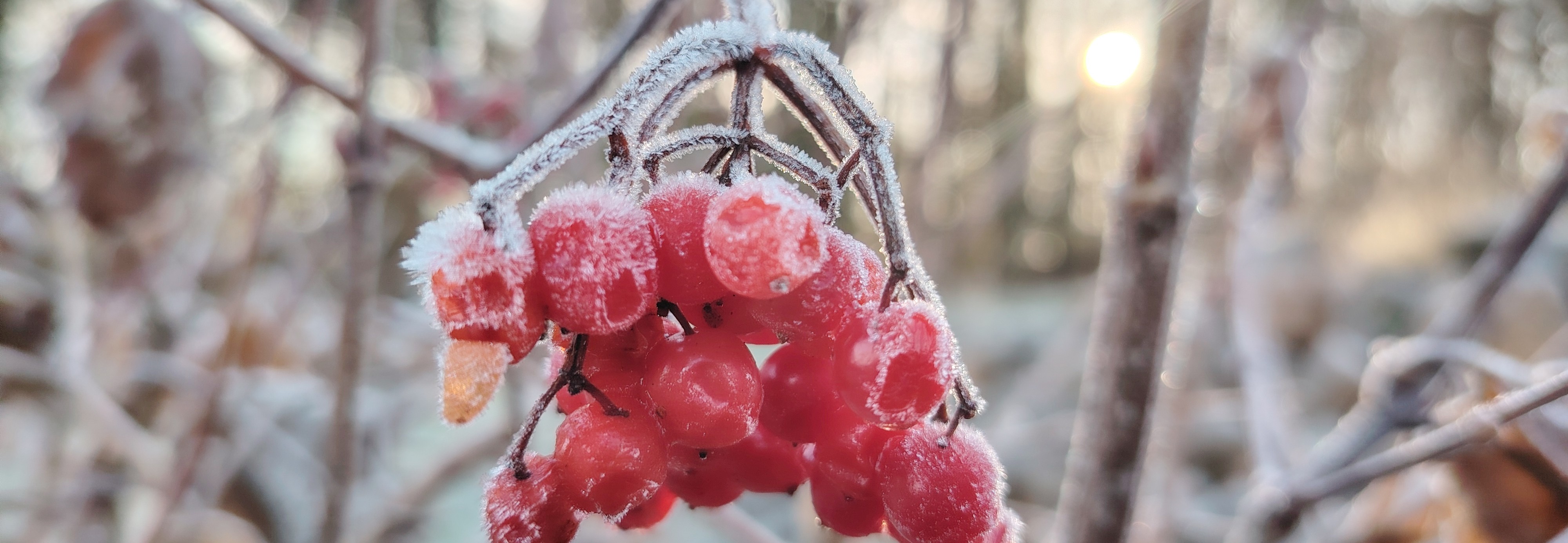 Winter Malersbuckel Beere Frost